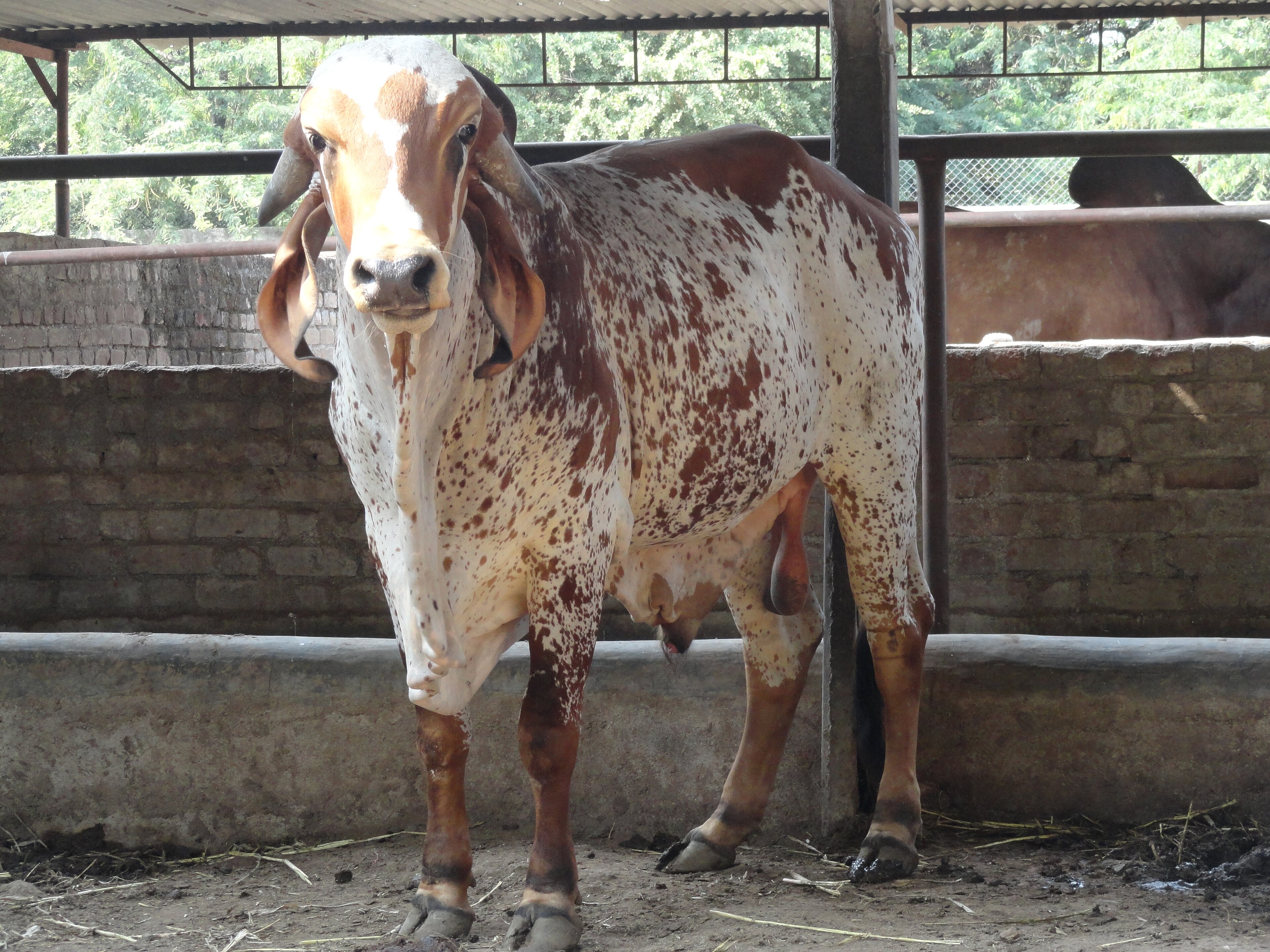 Why Conserving 37+ Registered Indian Cattle Breeds is Vital for Global Food Security