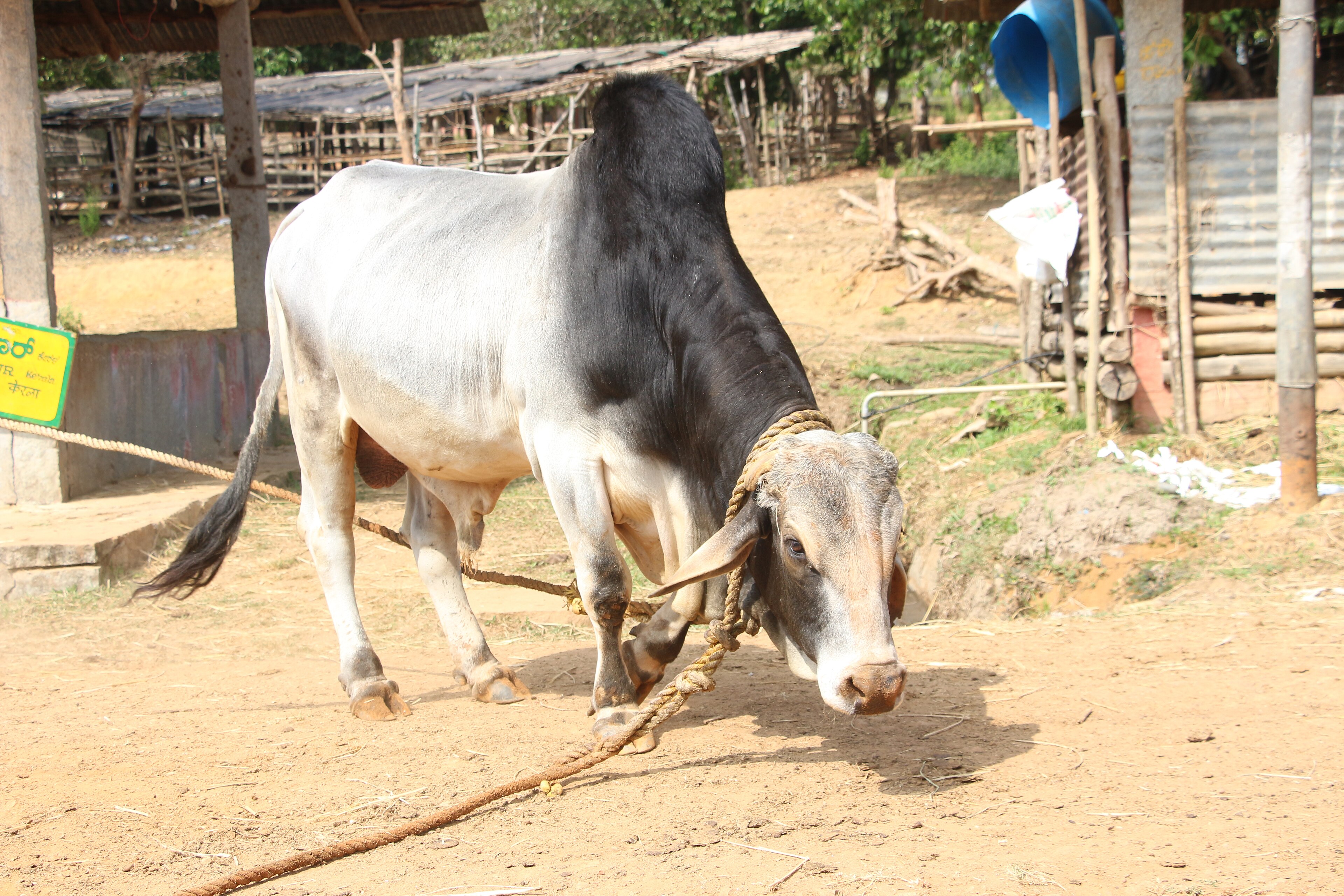 Surabhi (సురభి)